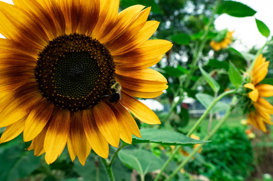 4 Easy Ways to Save Pollinators (and Help Honey Bees Thrive)